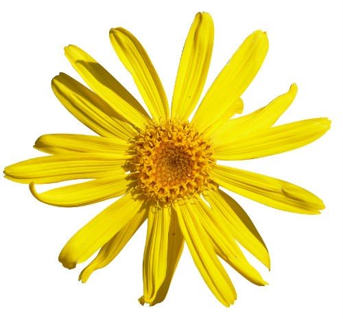 Arnica Massage Oil - Incense Route