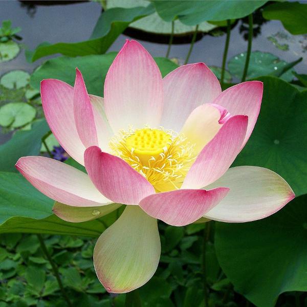 Holy Lotus Essential Oil