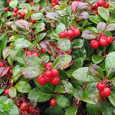 Wintergreen Essential Oil