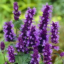 Hyssop Essential Oil