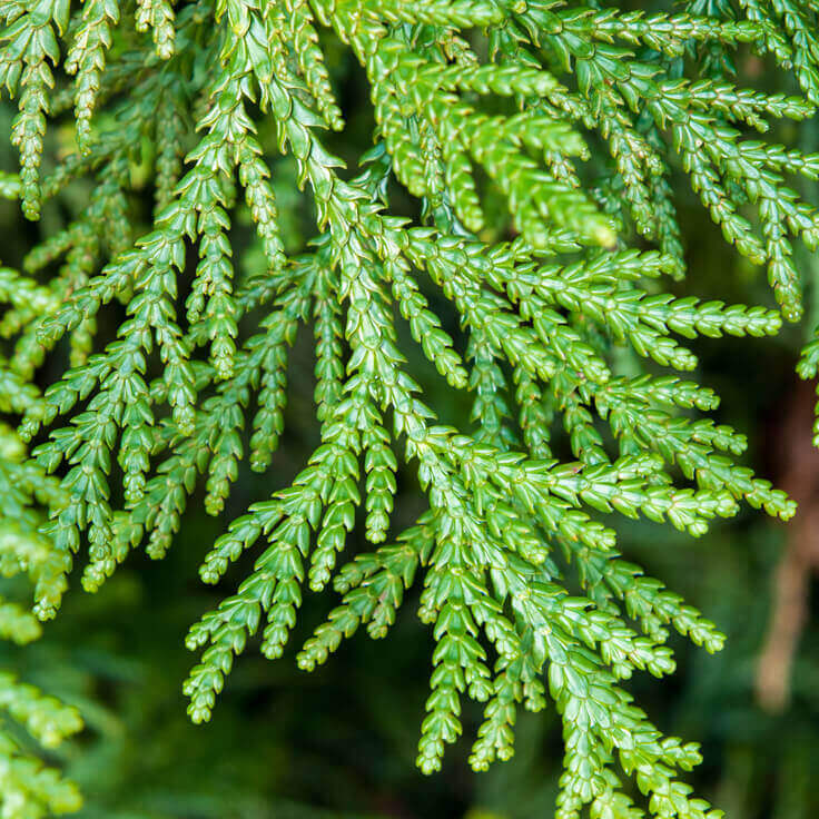 Thuja Essential Oil - Incense Route
