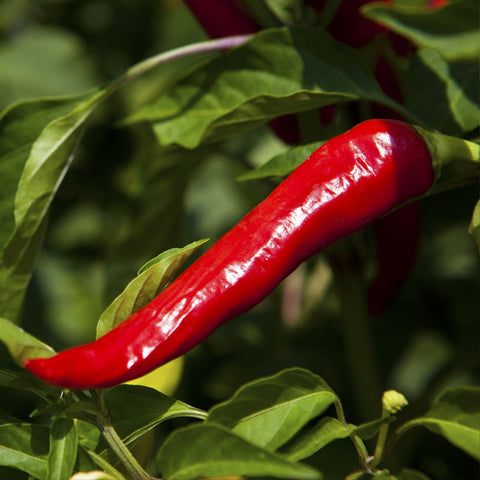 Chili Essential Oil