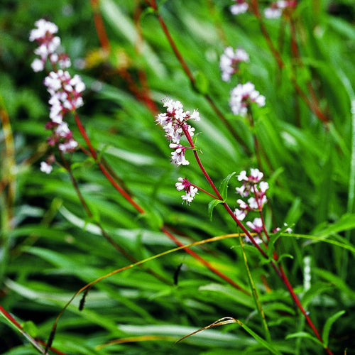 Spikenard Essential Oil