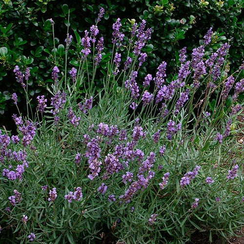 Lavender (Super) Essential Oil