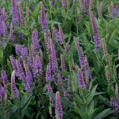 Lavender French Essential Oil