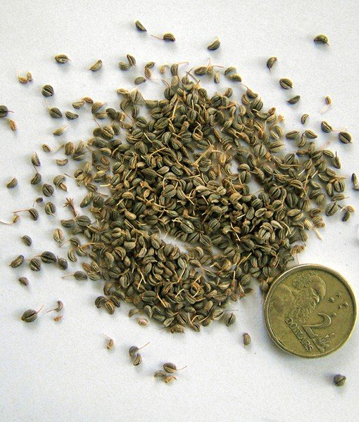 Parsley Seed Essential Oil - Incense Route