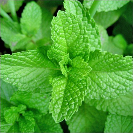 Menthol Essential Oil