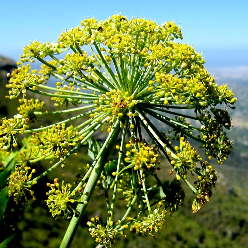 Galbanum Essential Oil - Incense Route