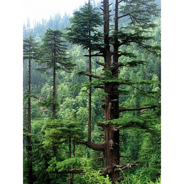 Cedarwood Oil (Perfume Grade) Essential Oil - Incense Route