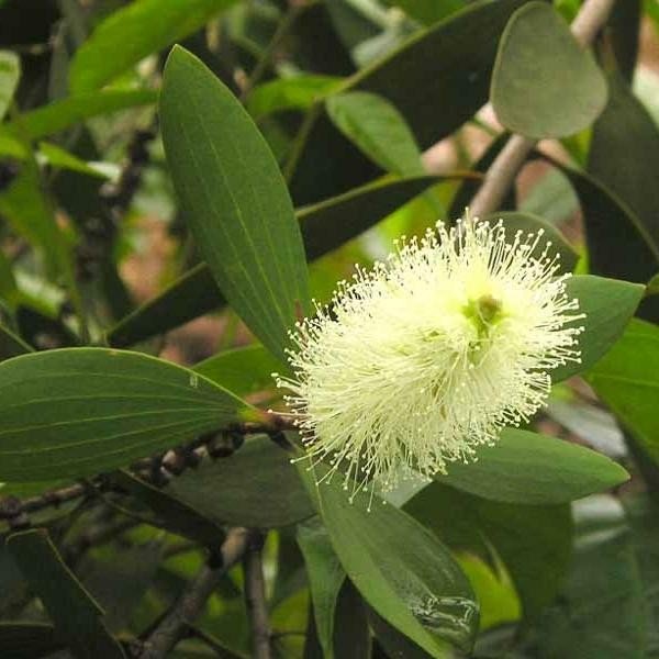 Cajeput Essential Oil - Incense Route