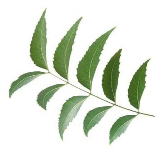 Neem (Pharmaceutical grade) Essential Oil