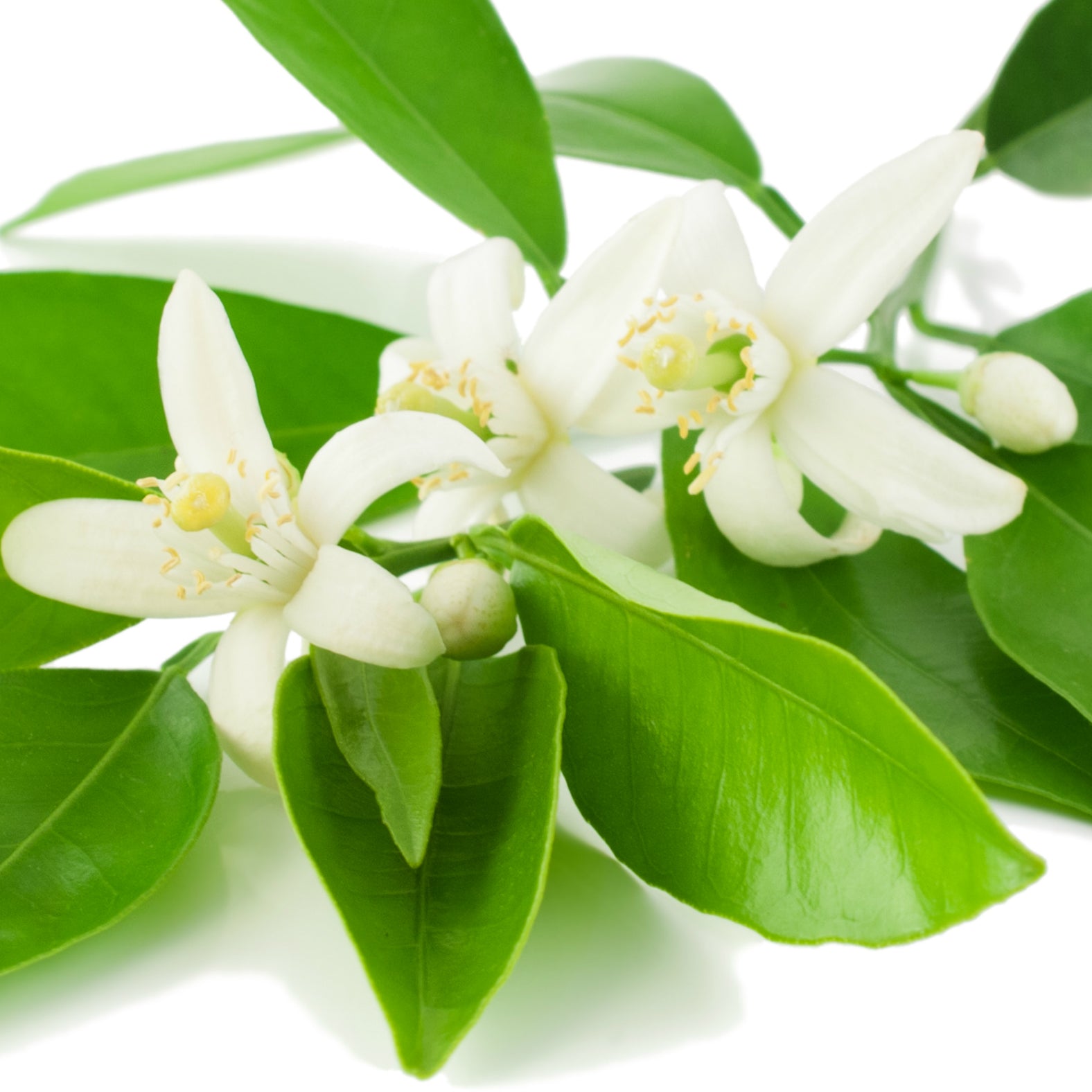 Neroli (Italy) Essential Oil - Incense Route