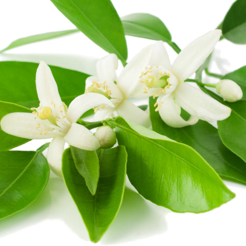 Neroli (Italy) Essential Oil